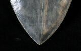 Top Quality Megalodon Tooth - Razor Sharp #19458-3